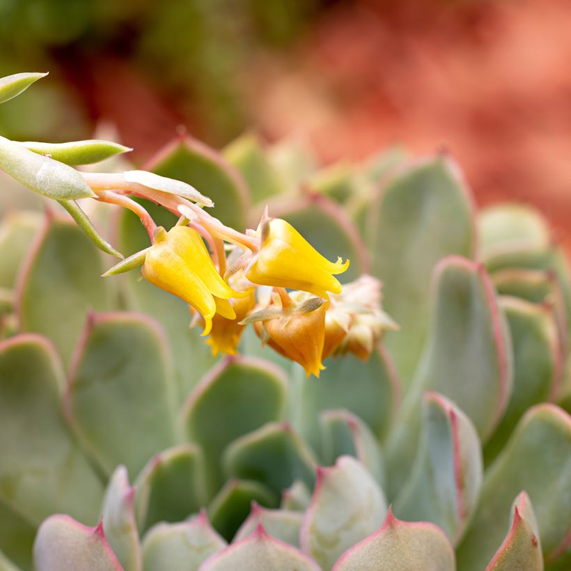 Echeveria pulidonis (Bloei)