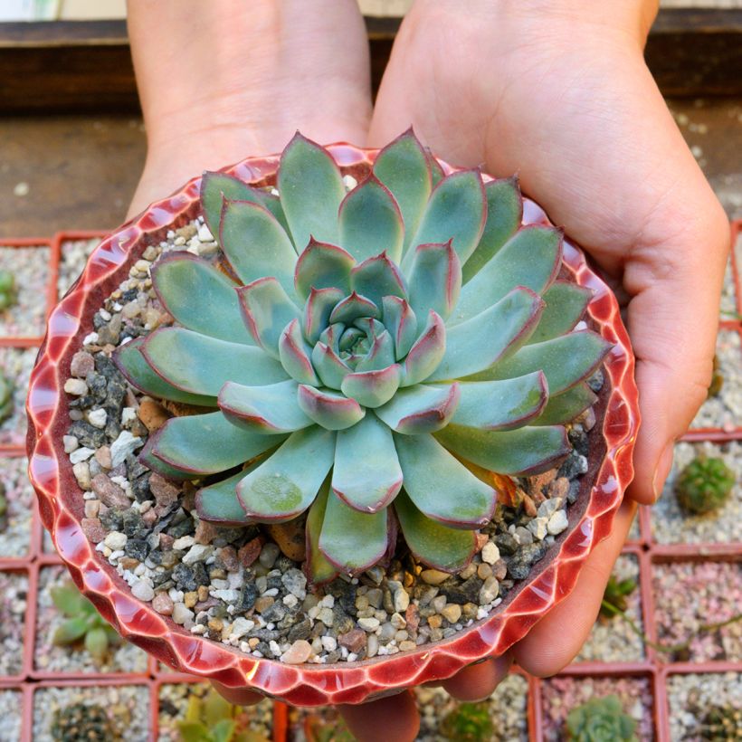Echeveria pulidonis (Groeiplaats)