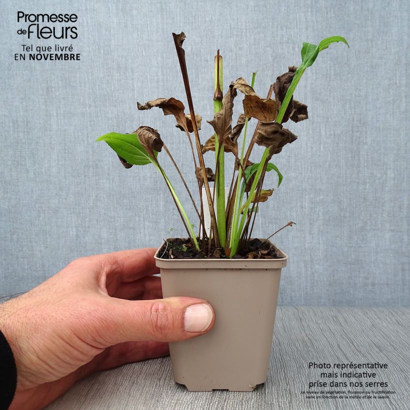 Exemplaar van Echinacea purpurea Aloha - Rode zonnehoed Kweekpotje van 8/9 cm zoals geleverd in de herfst