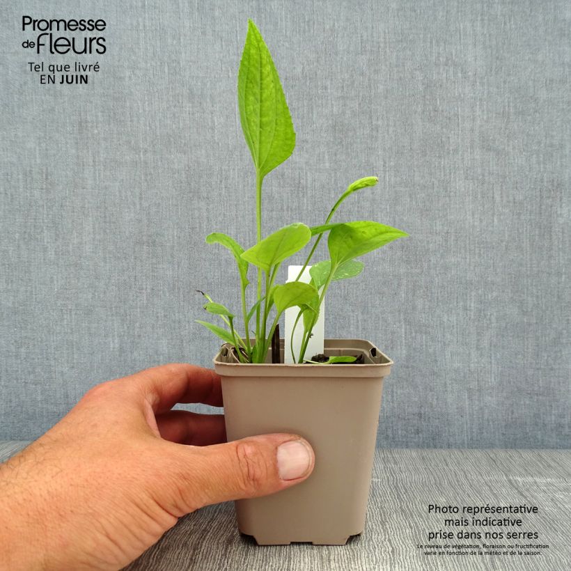 Exemplaar van Echinacea purpurea Aloha - Rode zonnehoed Kweekpotje van 8/9 cm zoals geleverd in de zomer
