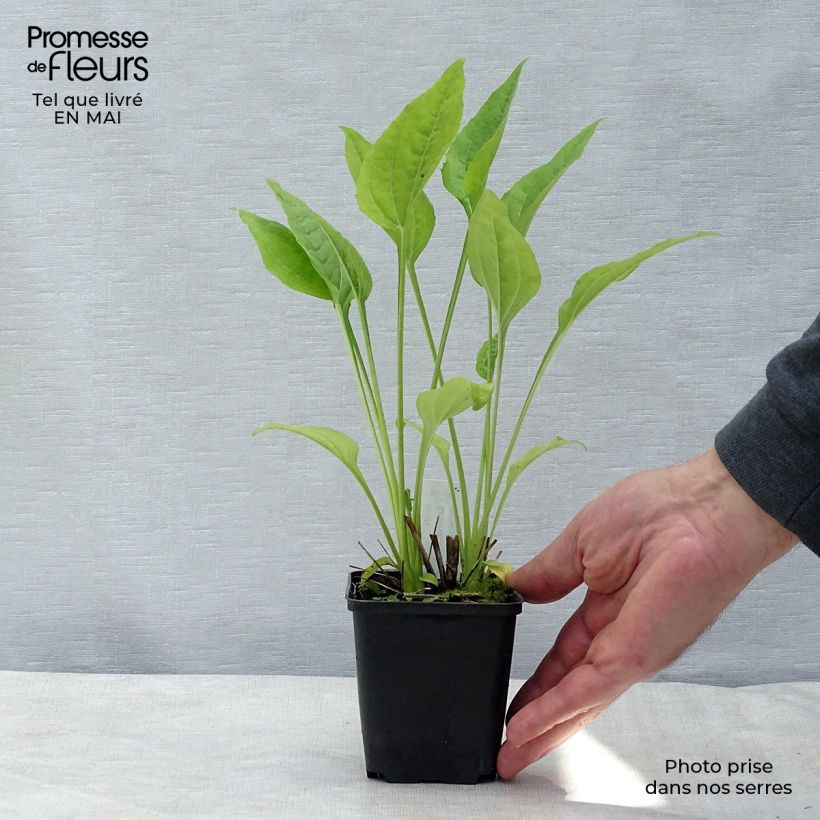 Example of Echinacea purpurea Aloha - Rode zonnehoed Kweekpotje van 8/9 cm as you get in printemps