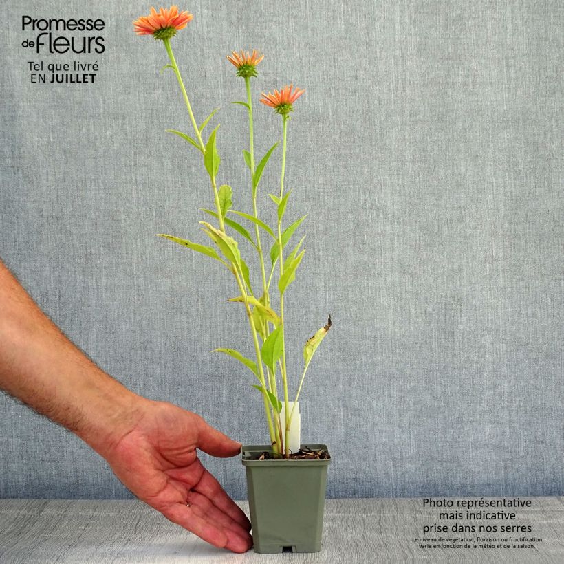 Exemplaar van Echinacea purpurea Big Kahuna - Rode zonnehoed Kweekpotje van 8/9 cm zoals geleverd in de zomer