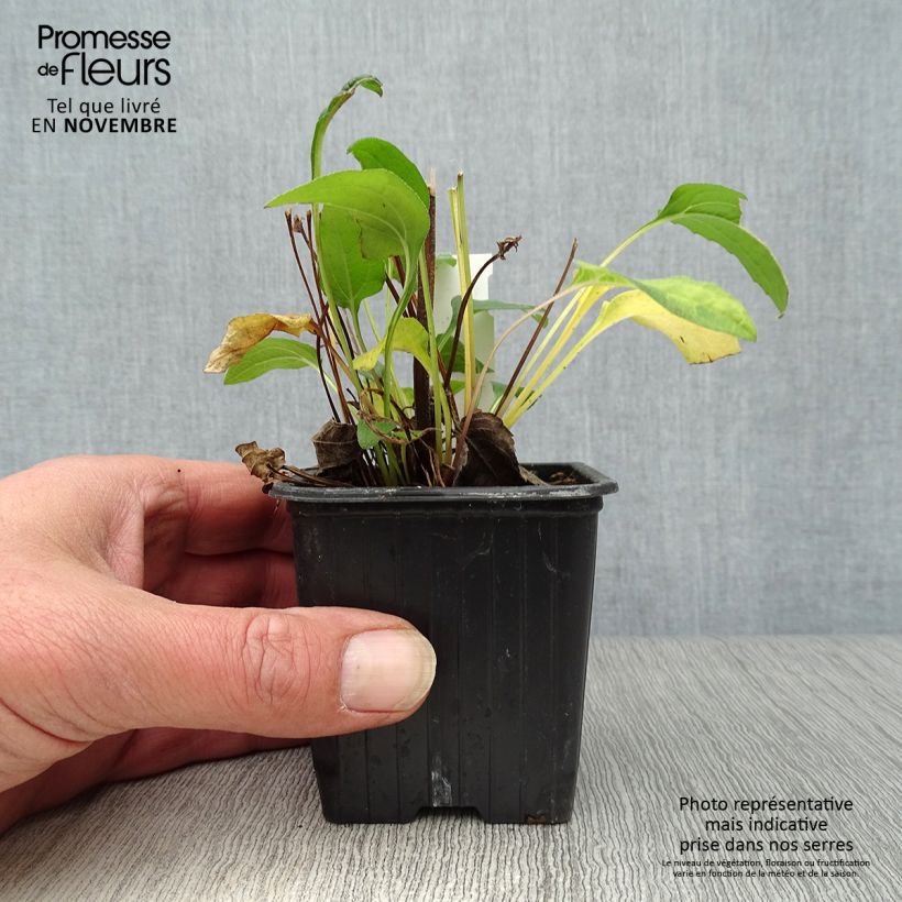 Exemplaar van Echinacea purpurea Butterfly Kisses - Rode zonnehoed Kweekpotje van 8/9 cm zoals geleverd in de herfst