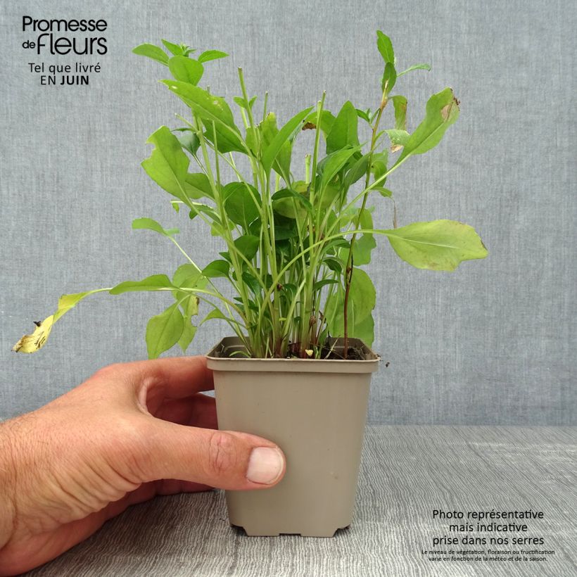 Exemplaar van Echinacea purpurea Butterfly Kisses - Rode zonnehoed Kweekpotje van 8/9 cm zoals geleverd in de zomer