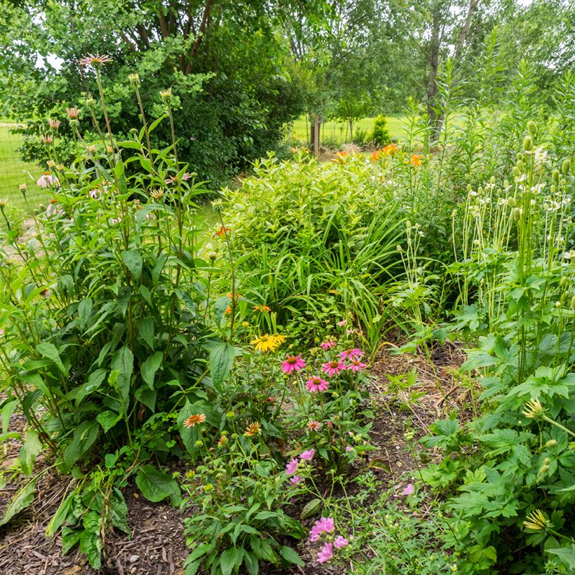 Echinacea Cheyenne Spirit - Rode zonnehoed (Groeiplaats)