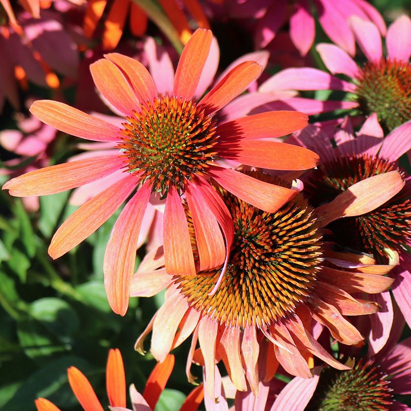 Echinacea Cheyenne Spirit - Rode zonnehoed (Bloei)