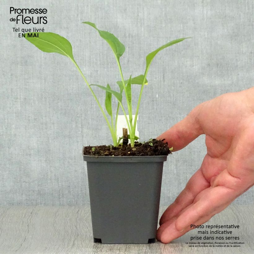 Exemplaar van Echinacea purpurea Chiquita - Rode zonnehoed Kweekpotje van 8/9 cm zoals geleverd in de lente