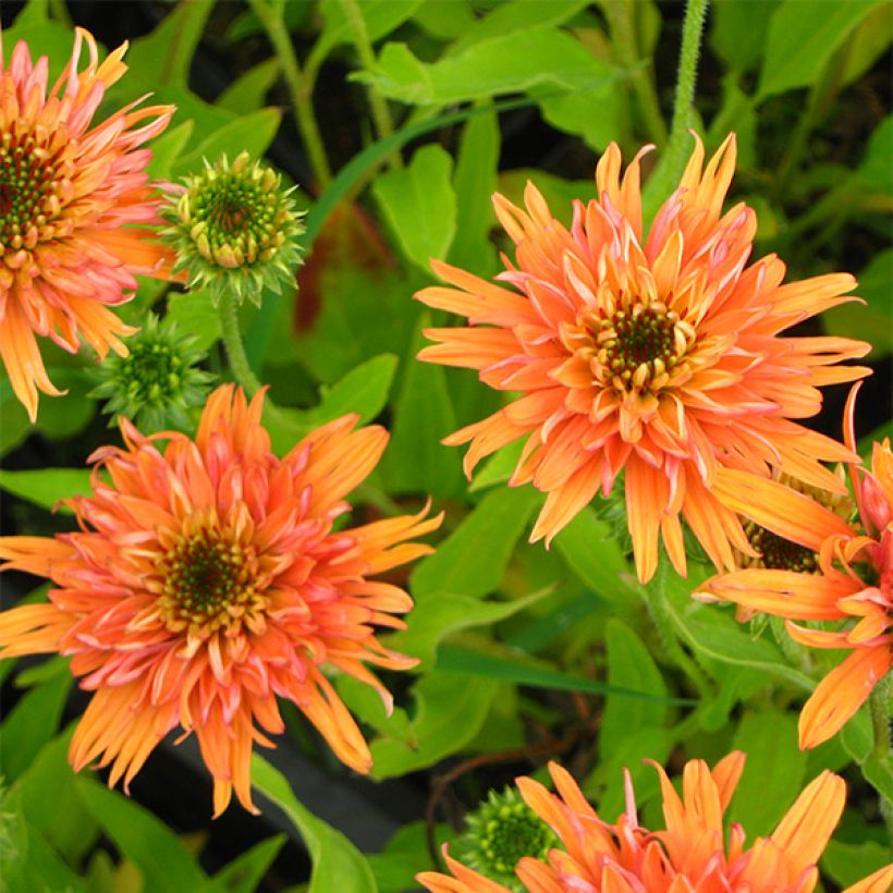 Echinacea purpurea Colourburst Orange - Rode zonnehoed (Bloei)