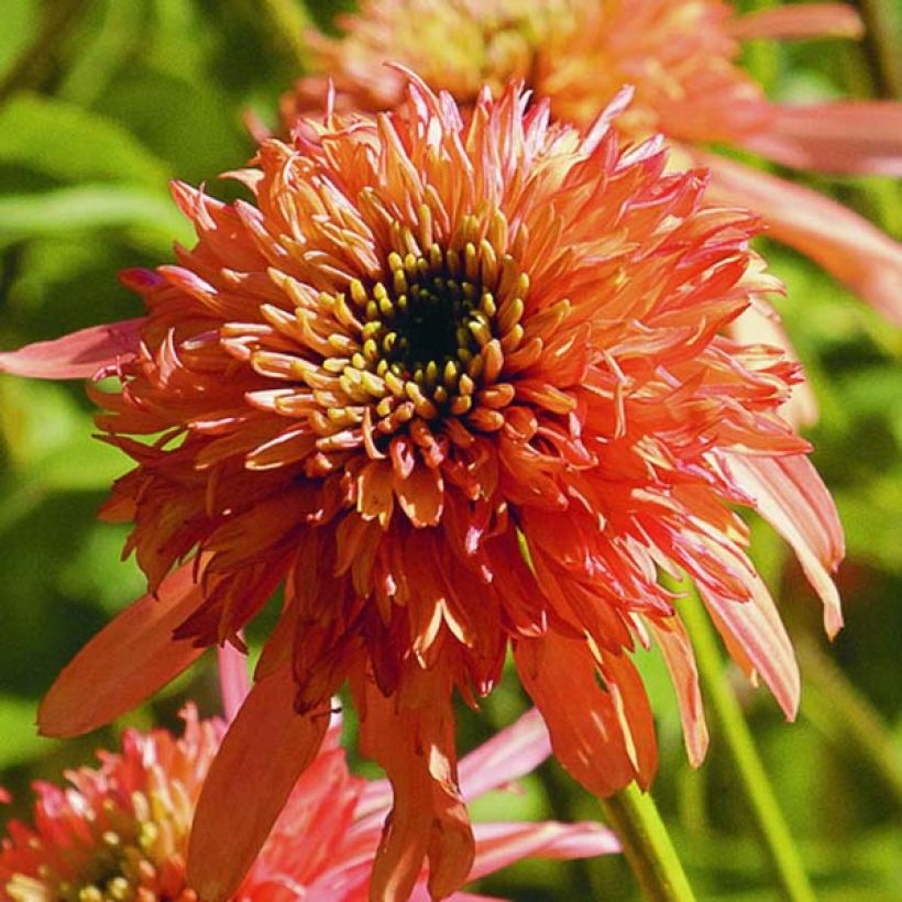 Echinacea purpurea Cranberry Cupcake - Rode zonnehoed (Bloei)
