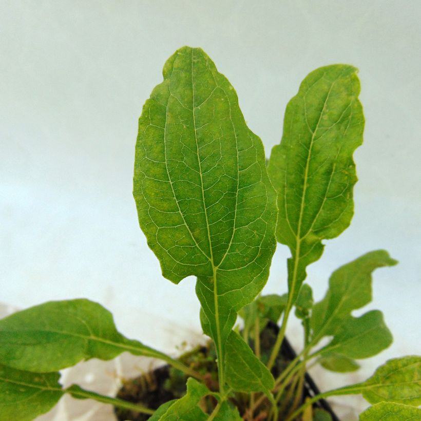 Echinacea purpurea Cranberry Cupcake - Rode zonnehoed (Blad)