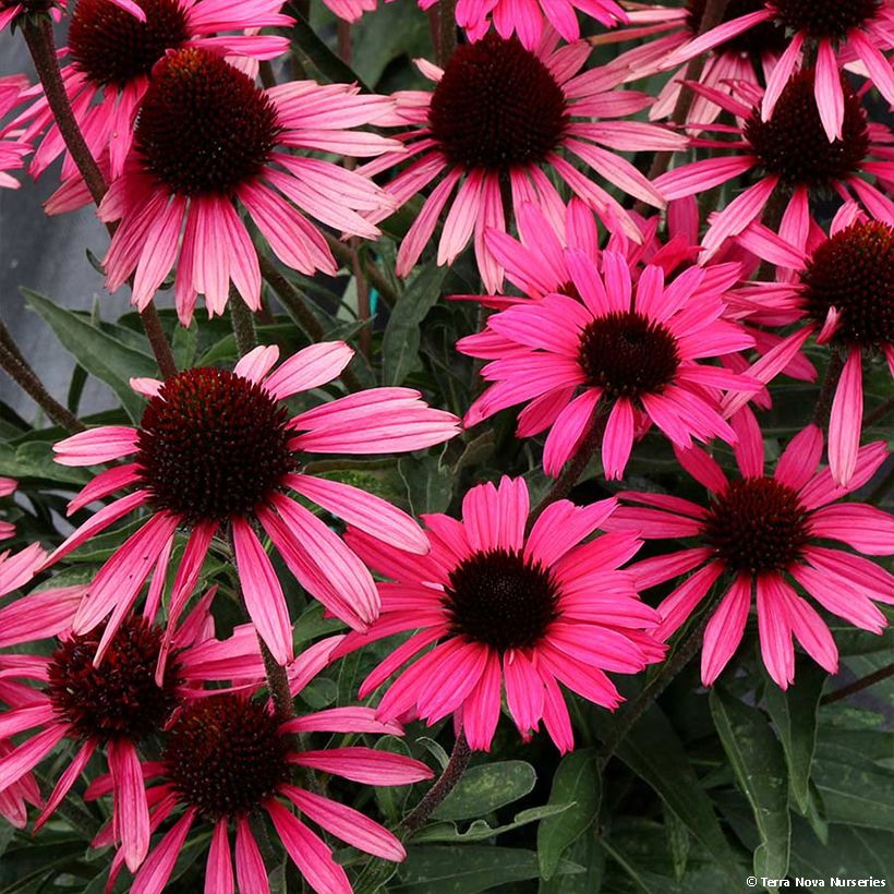 Echinacea purpurea Dark Shadows Wicked - Rode zonnehoed (Bloei)