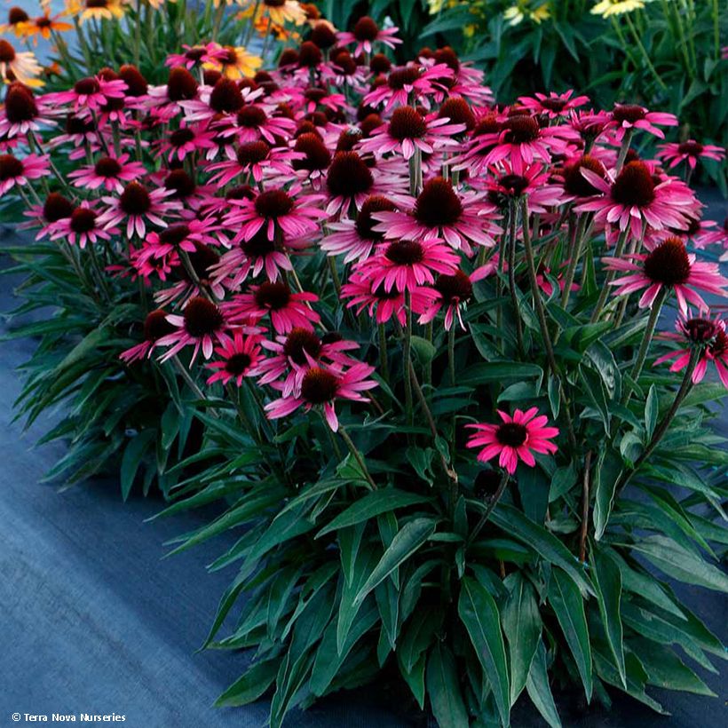Echinacea purpurea Dark Shadows Wicked - Rode zonnehoed (Groeiplaats)