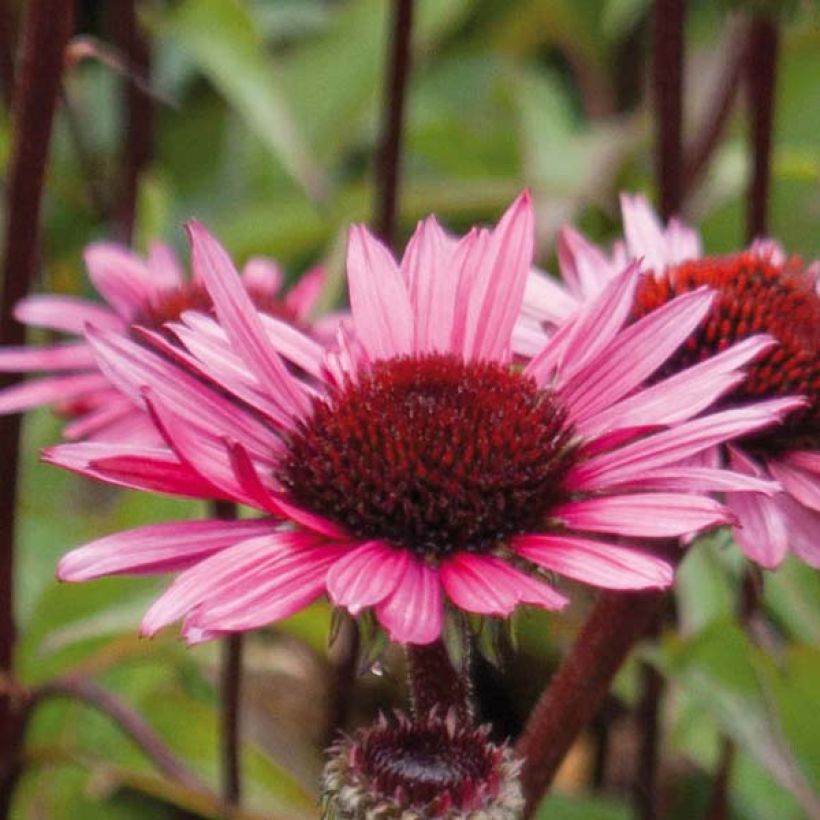 Echinacea purpurea Fatal Attraction - Rode zonnehoed (Bloei)