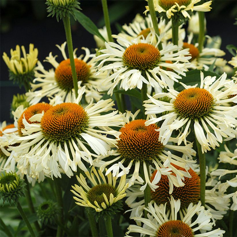 Echinacea purpurea Ferris Wheels - Rode zonnehoed (Bloei)
