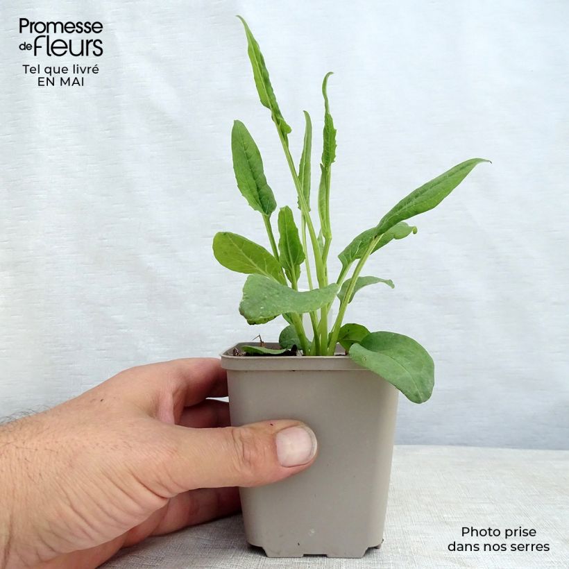 Exemplaar van Echinacea purpurea Fragrant Angel - Rode zonnehoed Kweekpotje van 8/9 cm zoals geleverd in de lente