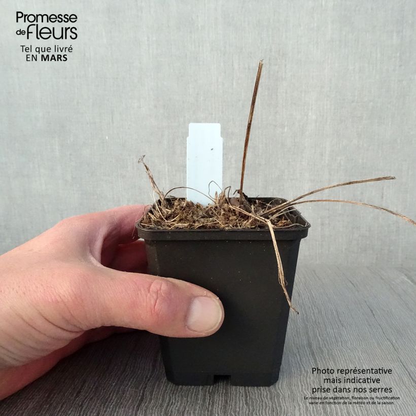 Exemplaar van Echinacea purpurea Funky White - Zonnehoed Kweekpotje van 8/9 cm zoals geleverd in de lente