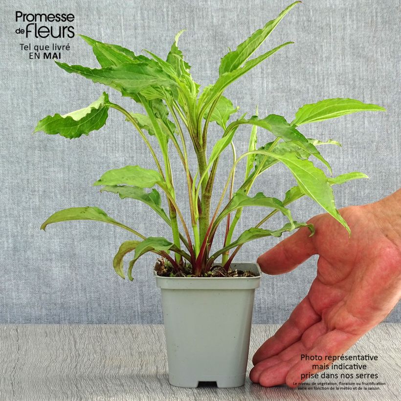 Exemplaar van Echinacea purpurea Green Envy - Rode zonnehoed Kweekpotje van 8/9 cm zoals geleverd in de lente