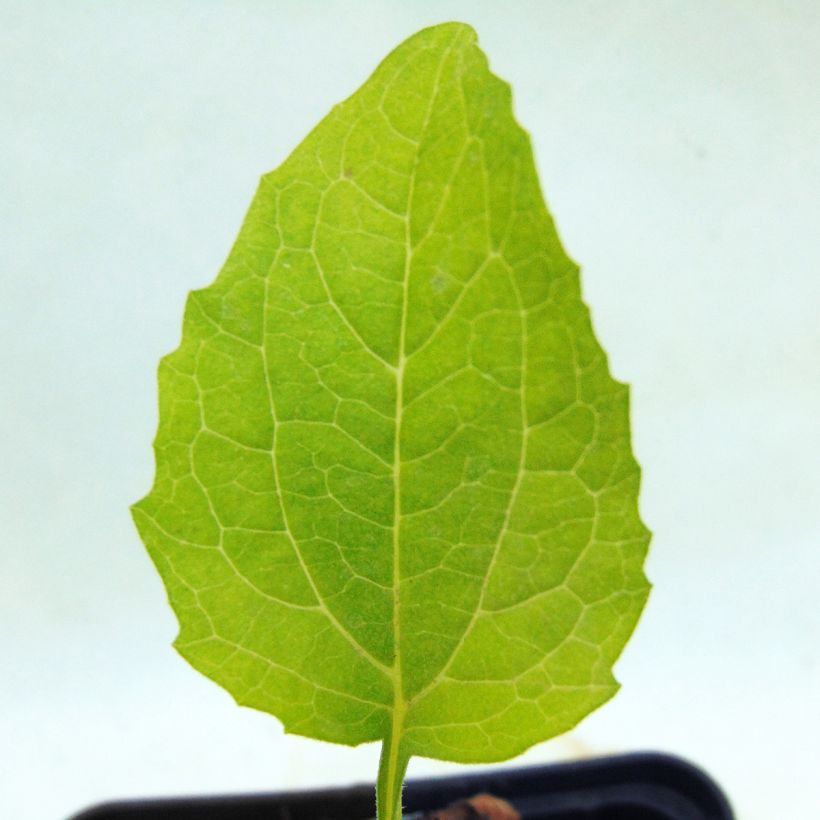 Echinacea purpurea Green Jewel - Rode zonnehoed (Foliage)