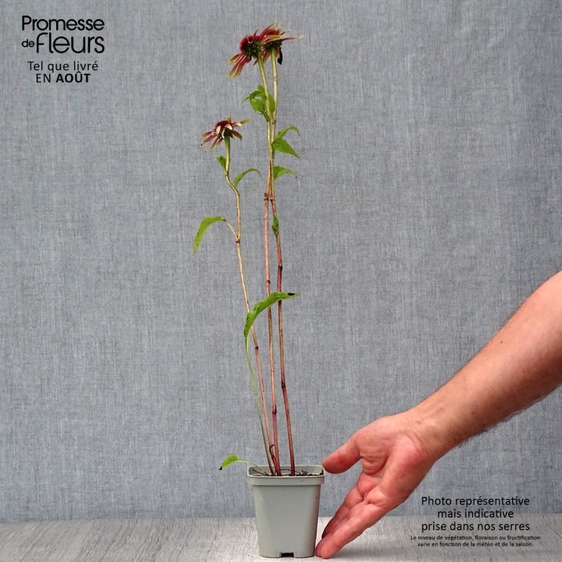 Exemplaar van Echinacea purpurea Green Jewel - Rode zonnehoed Kweekpotje van 8/9 cm zoals geleverd in de zomer
