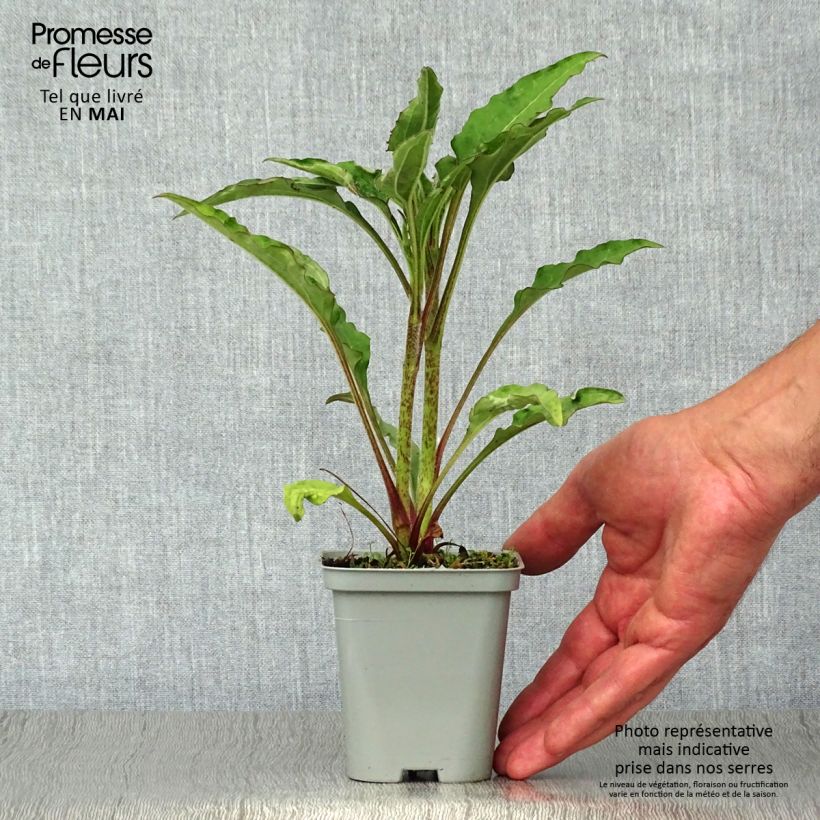 Example of Echinacea purpurea Green Jewel - Rode zonnehoed Kweekpotje van 8/9 cm as you get in printemps