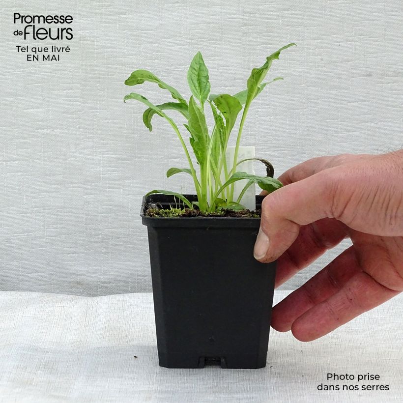 Exemplaar van Echinacea purpurea Harvest Moon - Rode zonnehoed Kweekpotje van 8/9 cm zoals geleverd in de lente