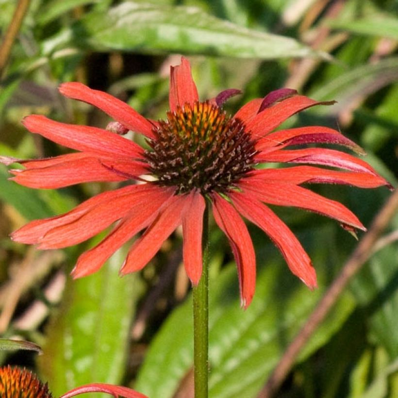 Echinacea purpurea Hot Summer - Rode zonnehoed (Bloei)
