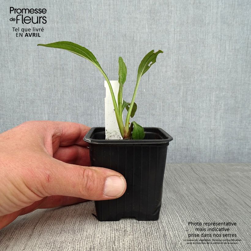 Exemplaar van Echinacea purpurea Hot Summer - Rode zonnehoed Kweekpotje van 8/9 cm zoals geleverd in de lente