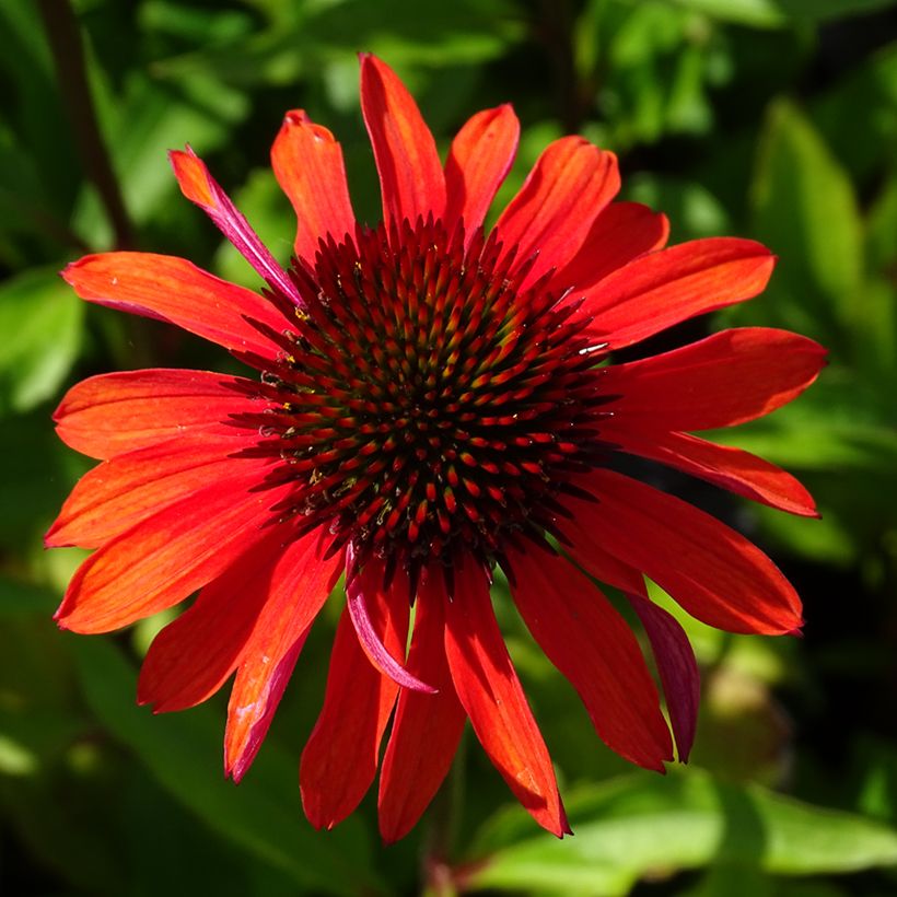 Echinacea purpurea Hot Summer - Rode zonnehoed (Bloei)