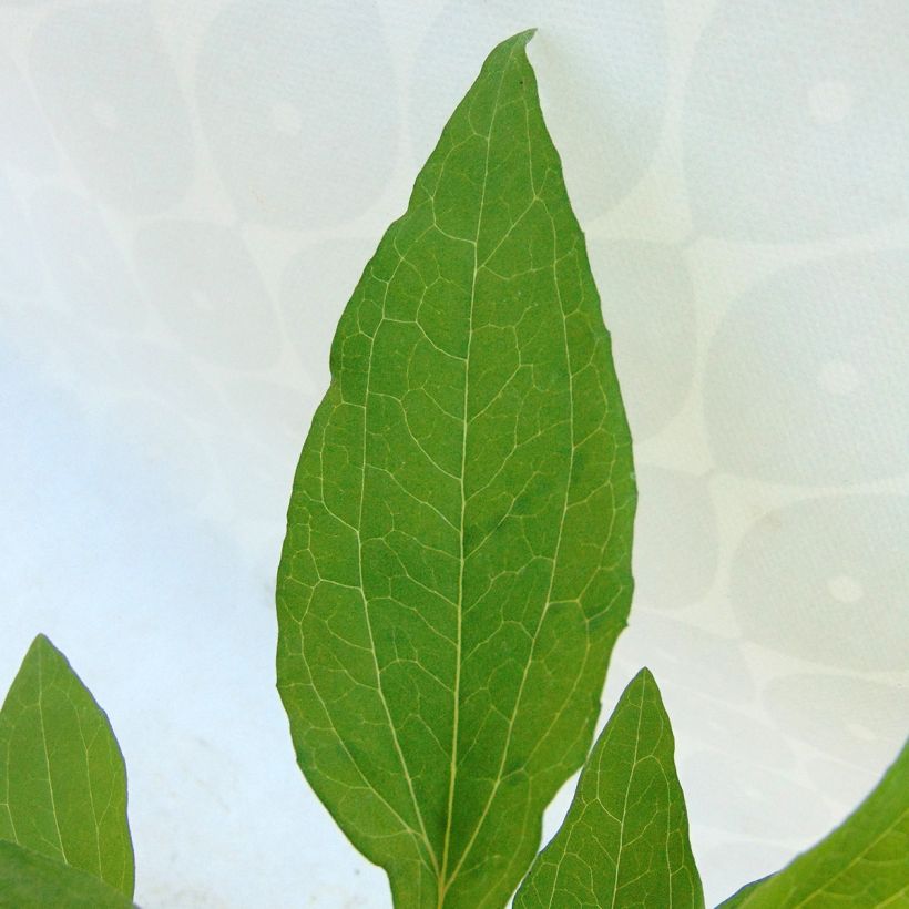 Echinacea purpurea Hot Summer - Rode zonnehoed (Blad)