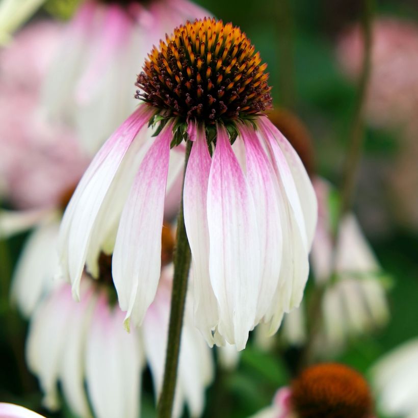 Echinacea JS Engeltje Pretty Parasols - Rode zonnehoed (Bloei)