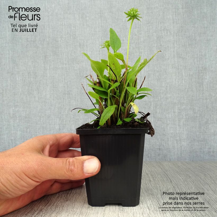 Exemplaar van Echinacea purpurea Julia - Rode zonnehoed Kweekpotje van 8/9 cm zoals geleverd in de zomer
