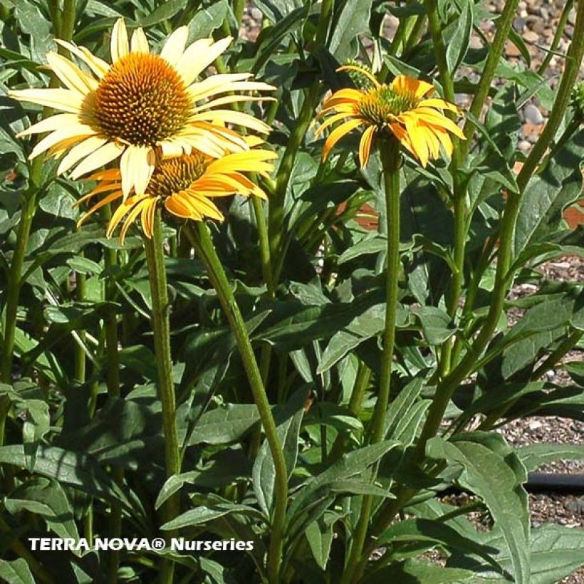 Echinacea purpurea Mac 'n' Cheese - Rode zonnehoed (Blad)