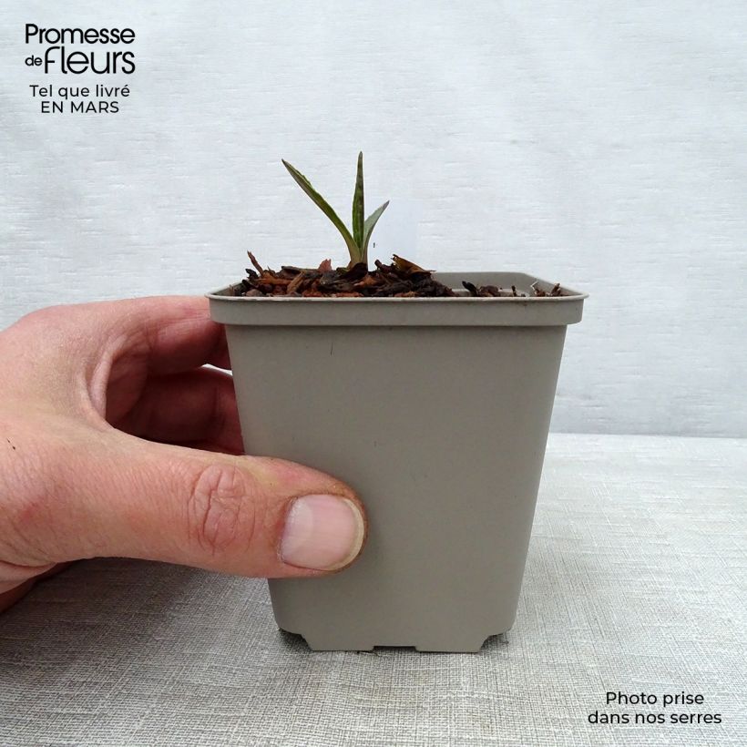 Exemplaar van Echinacea purpurea Marmalade - Rode zonnehoed Kweekpotje van 8/9 cm zoals geleverd in de lente