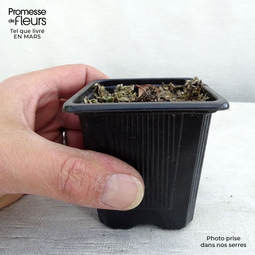 Exemplaar van Echinacea purpurea Maxima - Rode zonnehoed Kweekpotje van 8/9 cm zoals geleverd in de lente