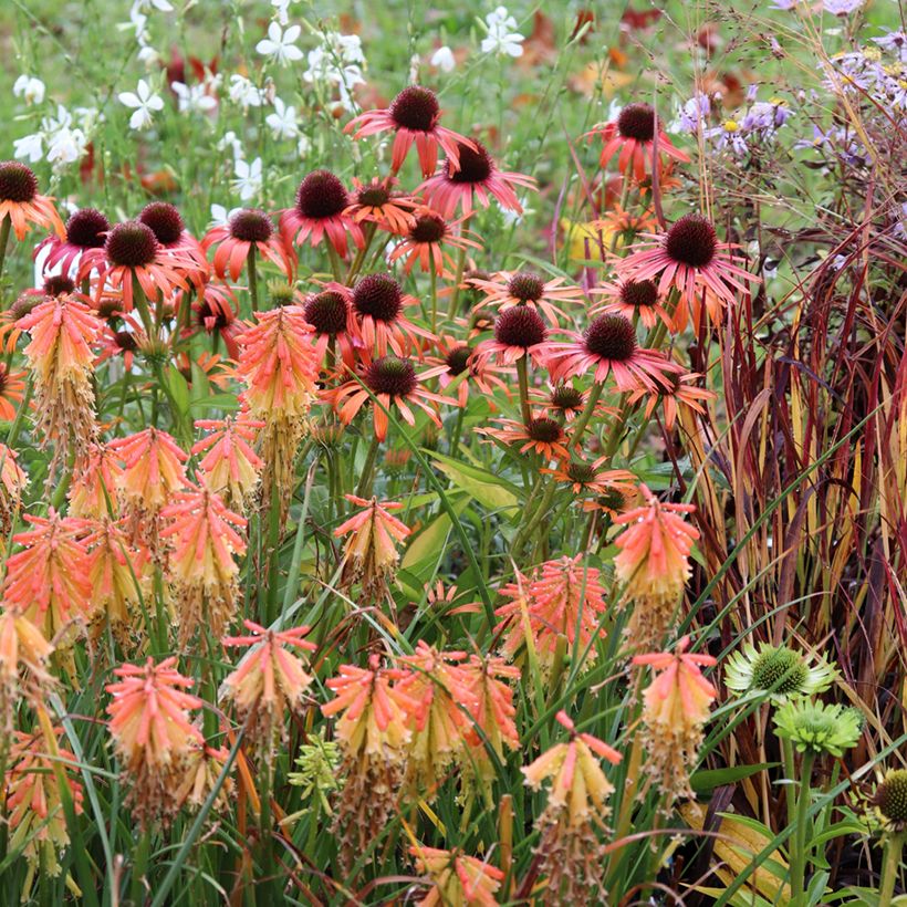 Echinacea purpurea Orange Skipper - Rode zonnehoed (Groeiplaats)