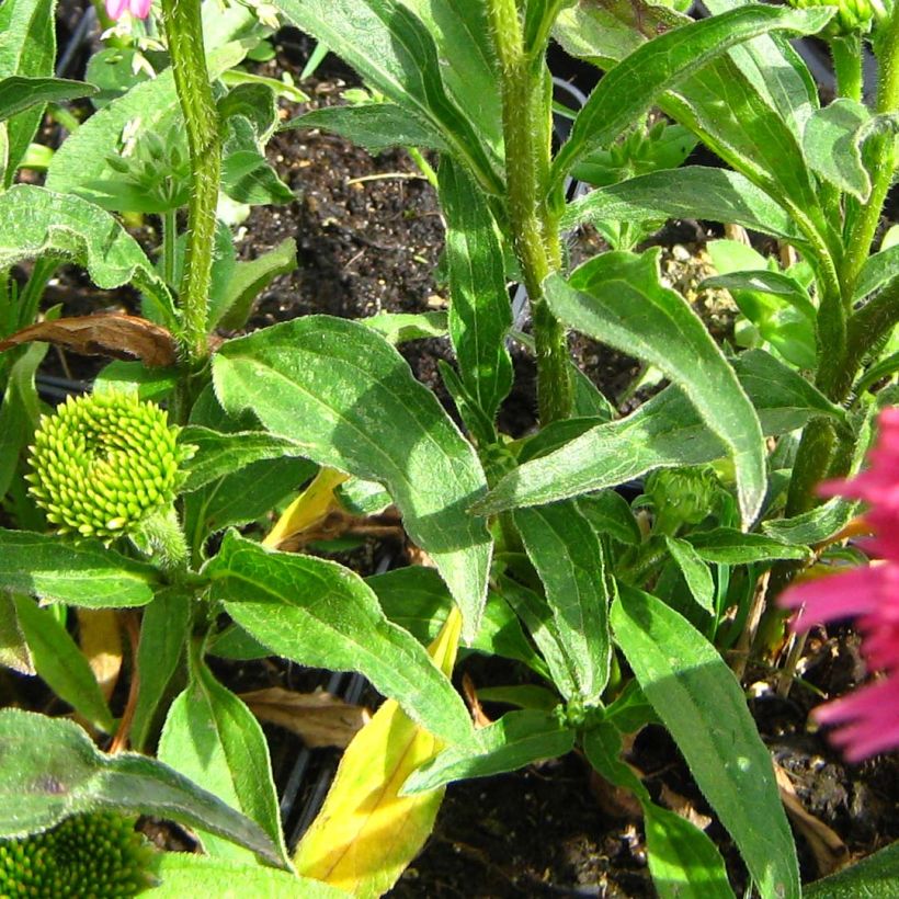 Echinacea purpurea Piccolino - Rode zonnehoed (Blad)