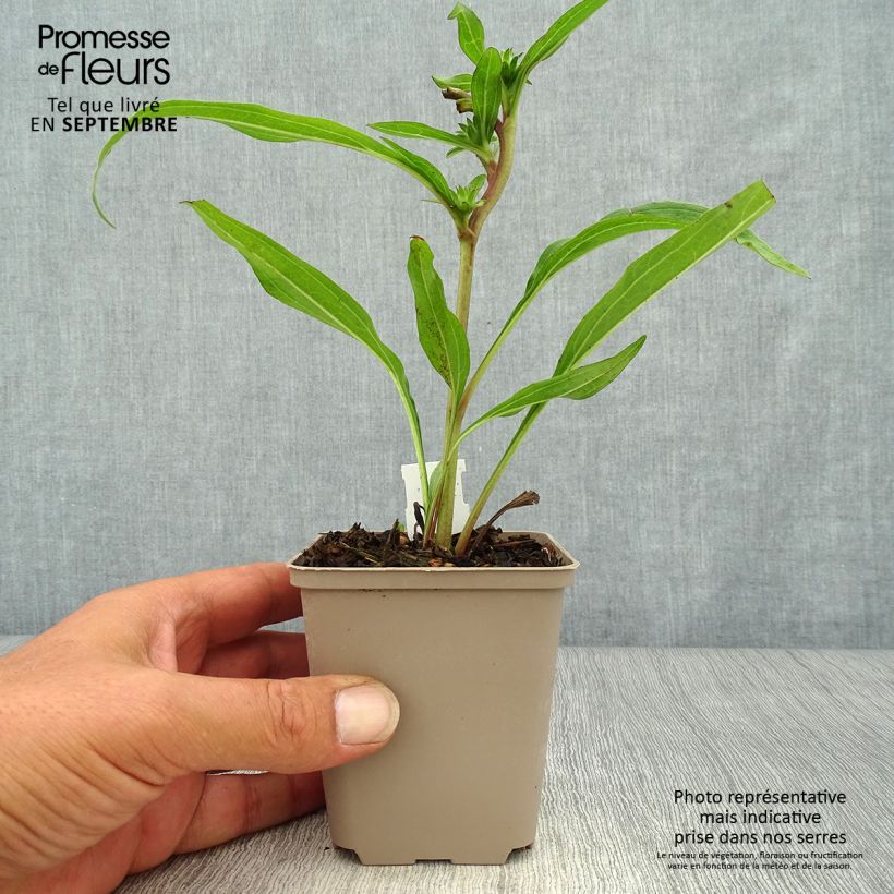 Exemplaar van Echinacea Prima Ginger - Rode zonnehoed Kweekpotje van 8/9 cm zoals geleverd in de herfst