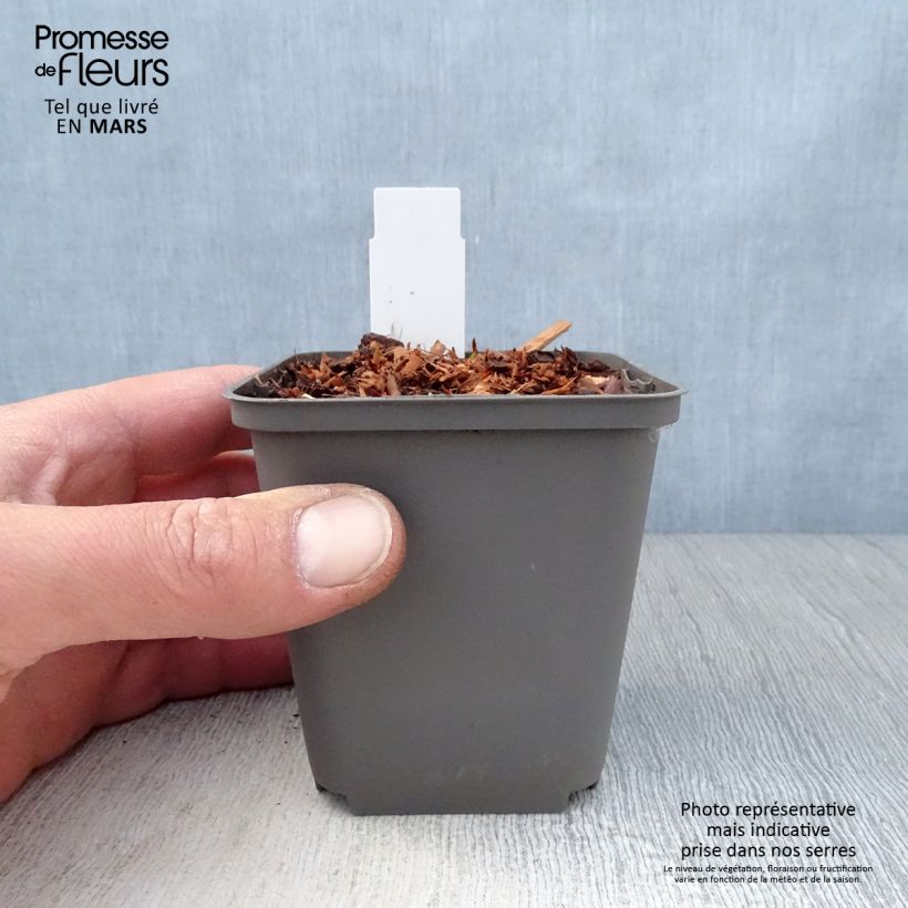 Exemplaar van Echinacea purpurea Purity - Rode zonnehoed Kweekpotje van 8/9 cm zoals geleverd in de lente