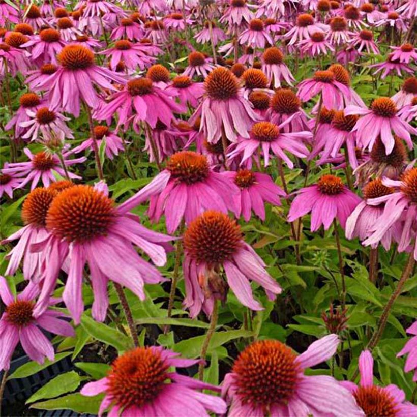Echinacea purpurea Red Knee High - Rode zonnehoed (Bloei)