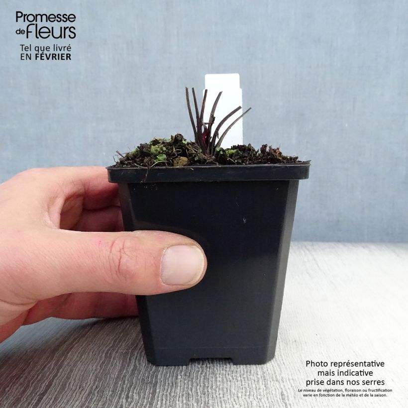 Exemplaar van Echinacea Robin Hood - Rode zonnehoed Kweekpotje van 8/9 cm zoals geleverd in de winter