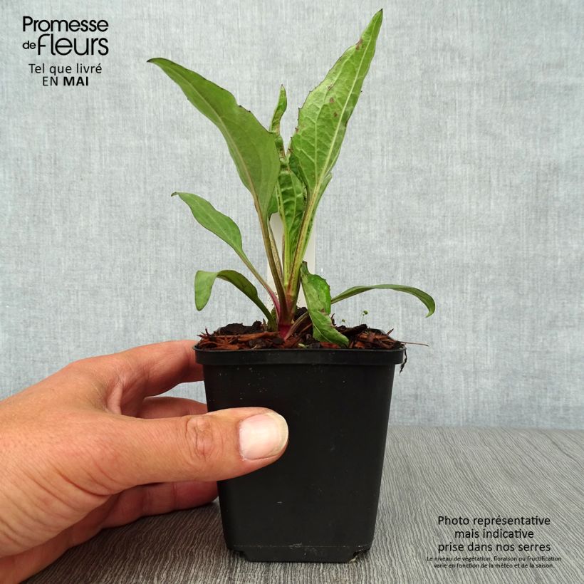 Exemplaar van Echinacea Robin Hood - Rode zonnehoed Kweekpotje van 8/9 cm zoals geleverd in de lente