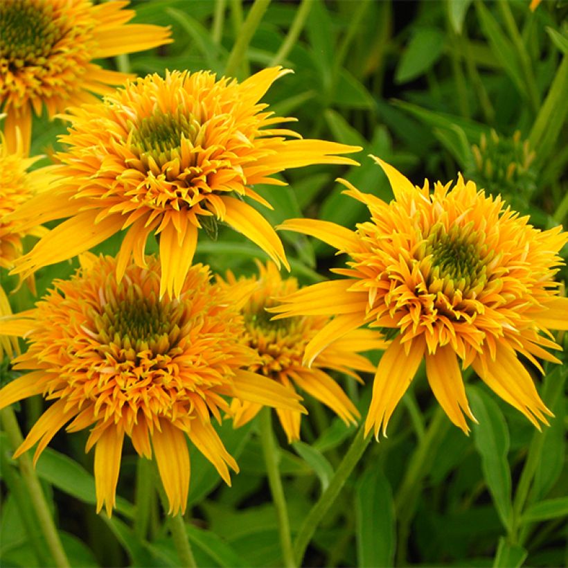 Echinacea Secret Glow - Rode zonnehoed (Bloei)