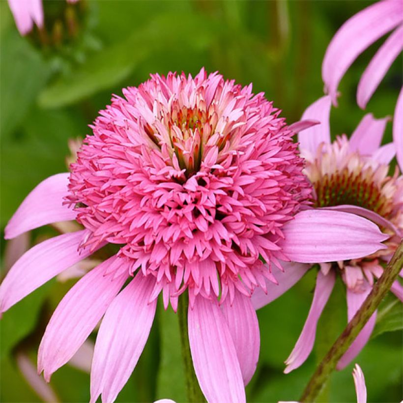 Echinacea Secret Romance - Rode zonnehoed (Bloei)