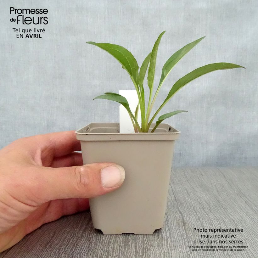 Exemplaar van Echinacea Secret Romance - Rode zonnehoed Kweekpotje van 8/9 cm zoals geleverd in de lente