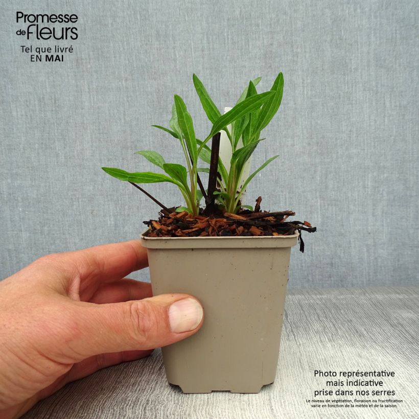 Exemplaar van Echinacea purpurea Southern Belle - Rode zonnehoed Kweekpotje van 8/9 cm zoals geleverd in de lente