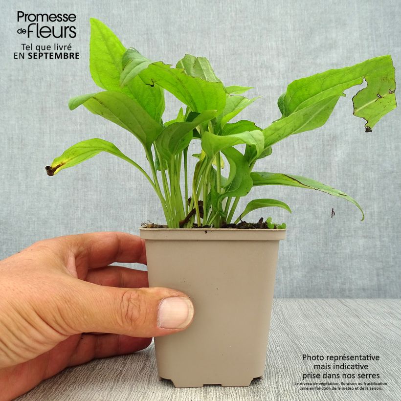 Exemplaar van Echinacea SunSeekers Apple Green - Rode zonnehoed Pot van 1,5 l/2 l zoals geleverd in de herfst