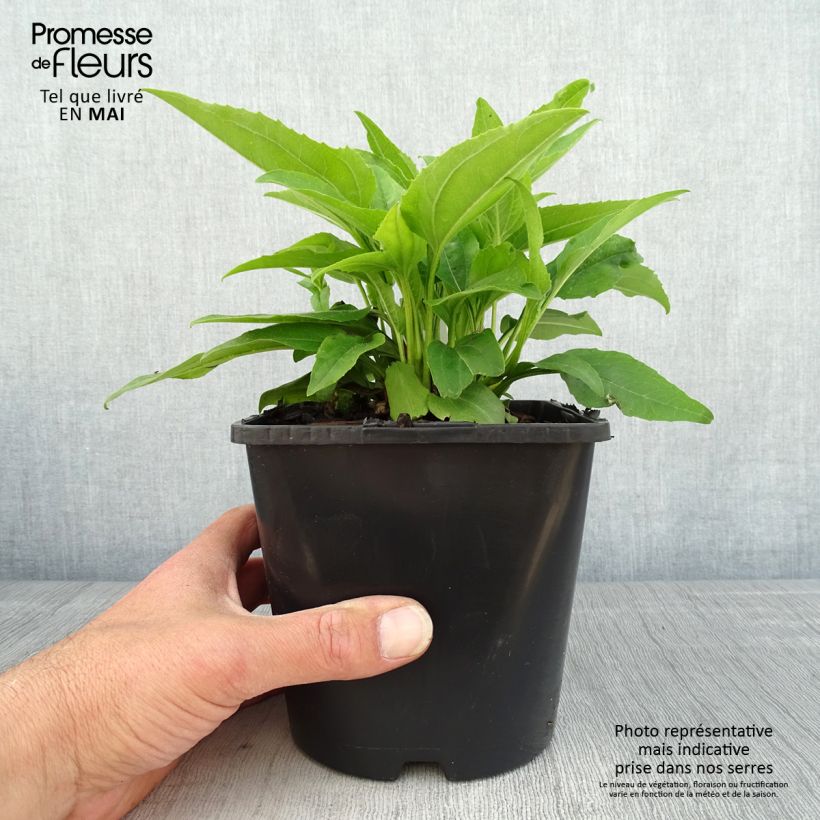 Example of Echinacea SunSeekers Apple Green - Rode zonnehoed Pot van 1,5 l/2 l as you get in printemps