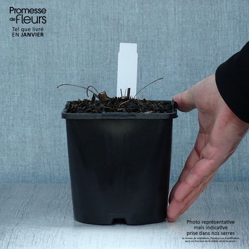 Exemplaar van Echinacea purpurea SunSeekers Orange - Rode zonnehoed Pot van 2 l/3 l zoals geleverd in de winter