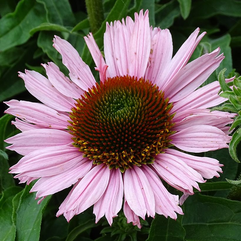 Echinacea purpurea SunSeekers Salmon - Rode zonnehoed (Bloei)