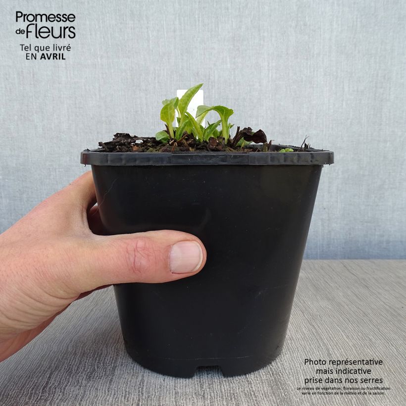 Exemplaar van Echinacea SunSeekers White Perfection - Rode zonnehoed Pot van 2 l/3 l zoals geleverd in de lente